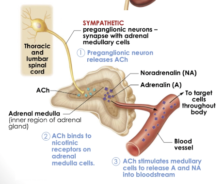 <ul><li><p>Adrenal glands are located on top of the kidneys </p></li></ul><p></p><p>Medulla - inner region </p><ul><li><p>Release Adrenaline and Noradrenaline into blood </p></li><li><p>Axons innervates adrenal medulla </p><ul><li><p>release ACH when an action potential reaches axon terminal </p></li></ul></li><li><p>Stimulates medullary cells to release adrenaline and noradrenaline </p><ul><li><p>Affecting any cell bearing adrenergic receptors </p></li><li><p>Enhance and prolong sympathetic response → widespread </p><p></p></li><li><p><span>Single preganglionic neuron can synapse with many postganglionic, to active multiple effectors</span></p></li></ul></li></ul><p></p>