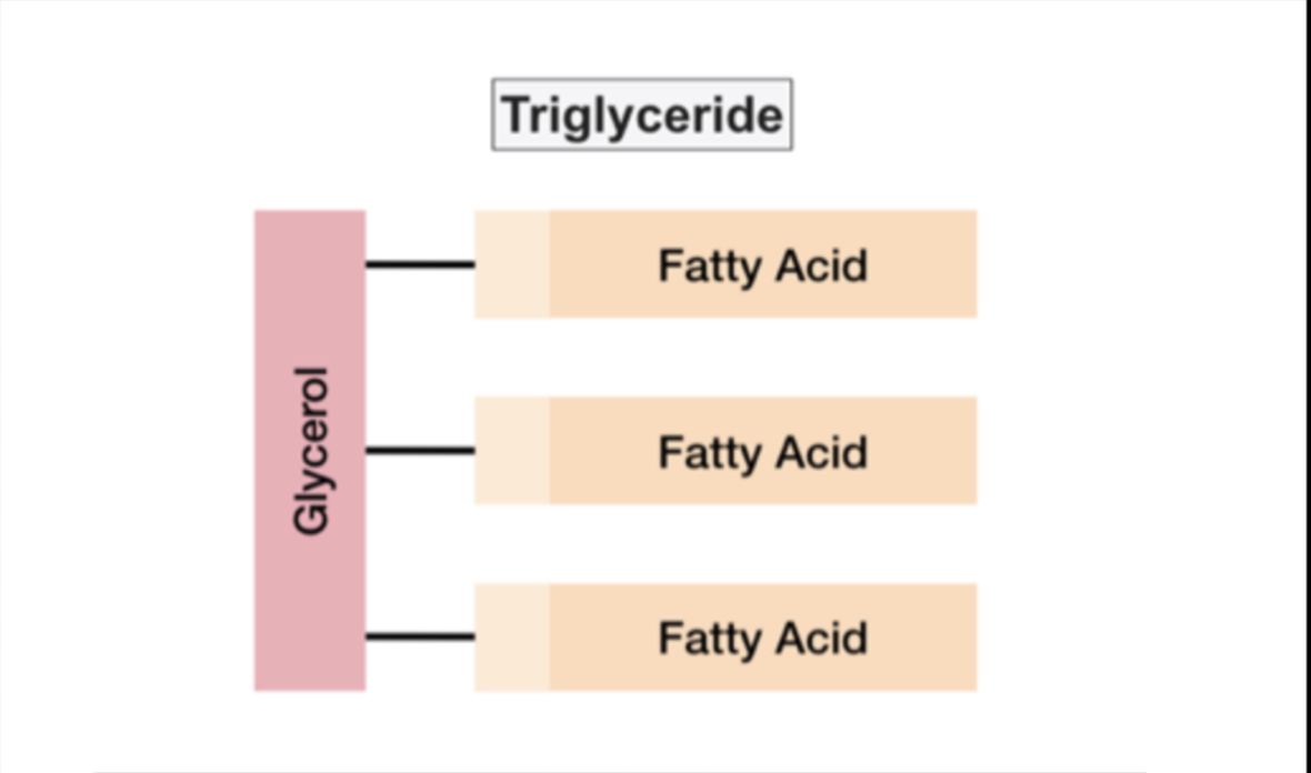 <p>Most fats have 3 fatty acids attached to the glycerol</p>