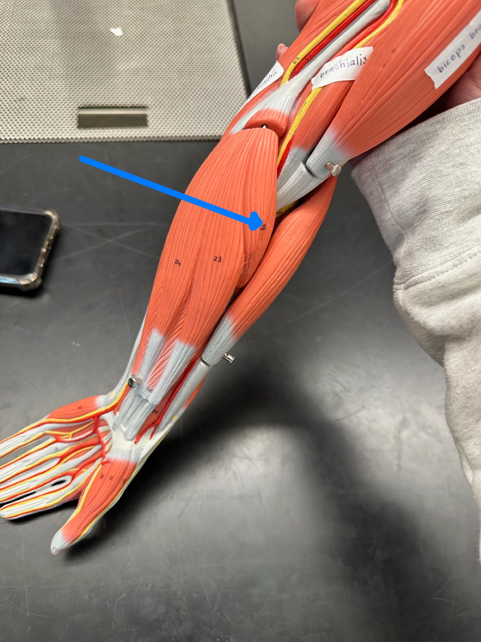 <p>ID muscle</p>