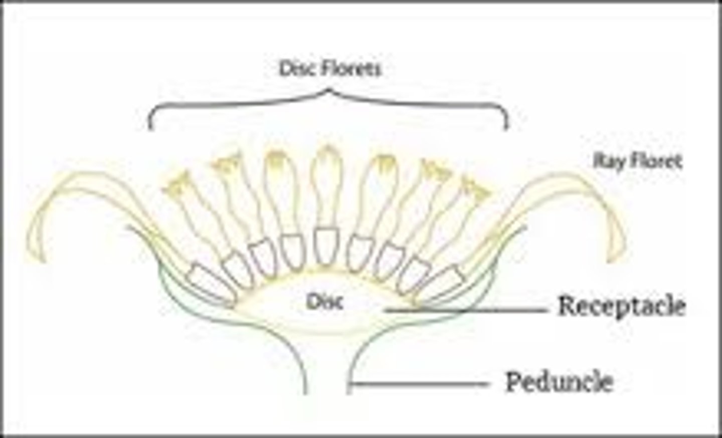 <p>large diverse fam!</p><p>Inflor: head with involucre bracts!</p><p>ray flowers, disk flowers, and combo!</p><p>Fruit: achene w pappus</p><p>Leaves: basal rosette common</p><p>Genus: balsamohiza, centarea, artemisia</p>
