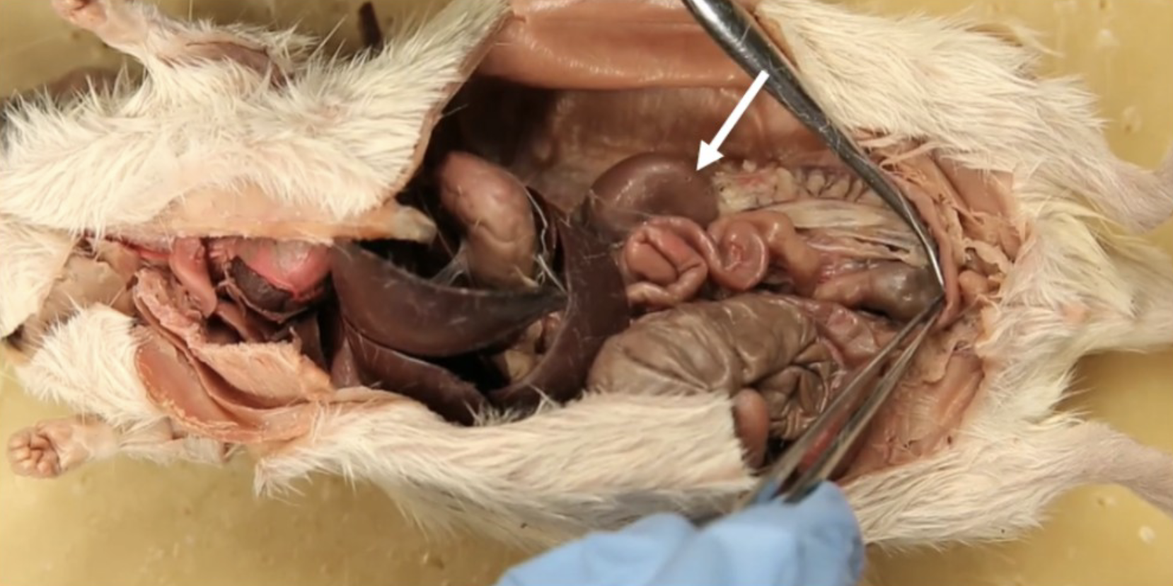 <p>What is this?</p>