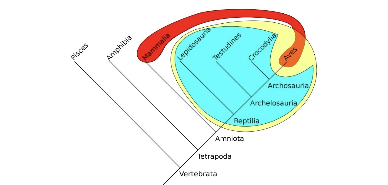 <p>What does red show</p>
