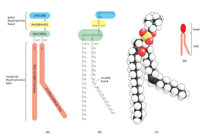 <ul><li><p>one of the most abundant phospholipids in membranes of plants and animals </p></li><li><p>has a small molecule called “choline” that is attached to the phosphate group and its hydrophilic head  </p></li></ul><p></p>