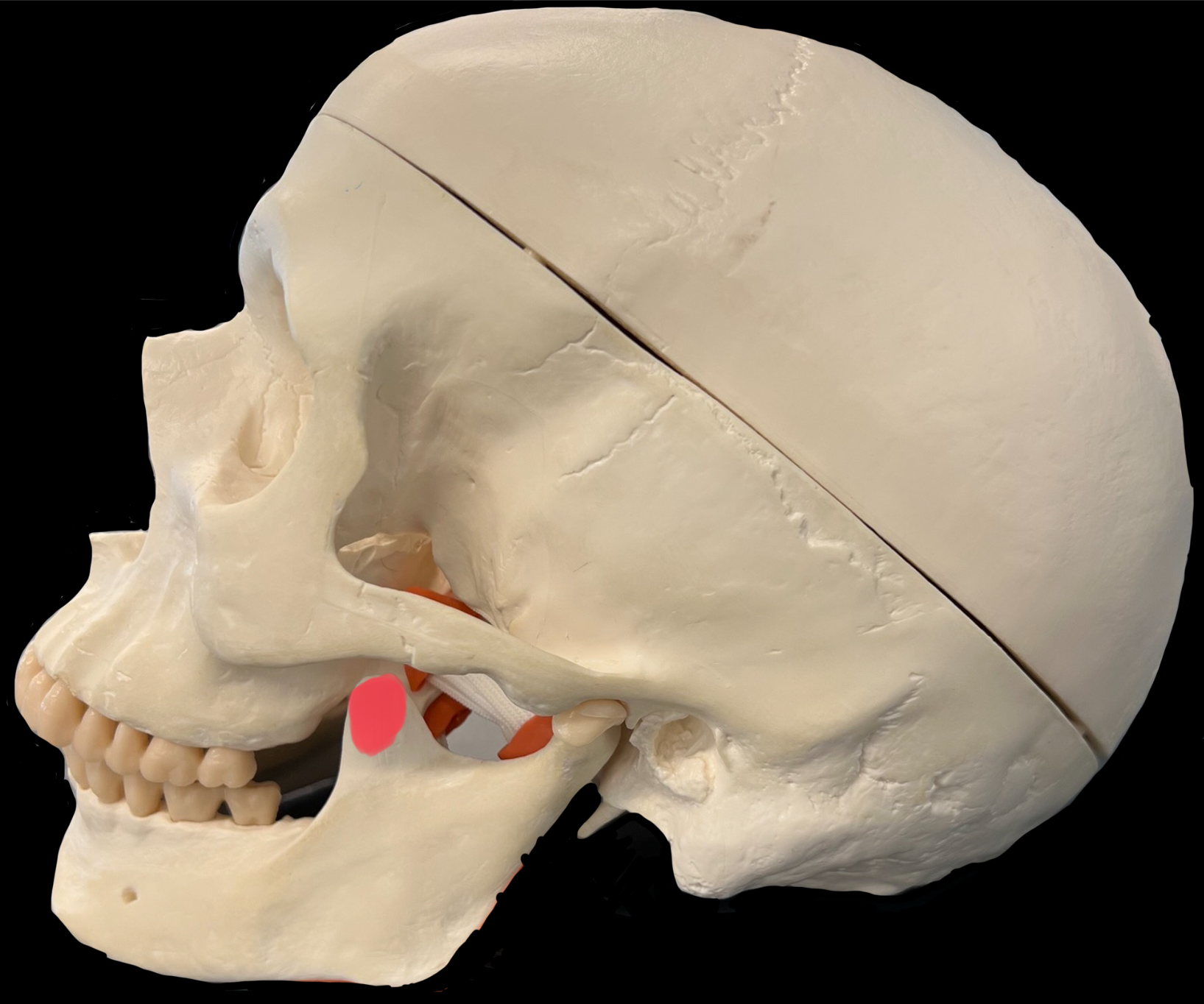 What is highlighted in red?