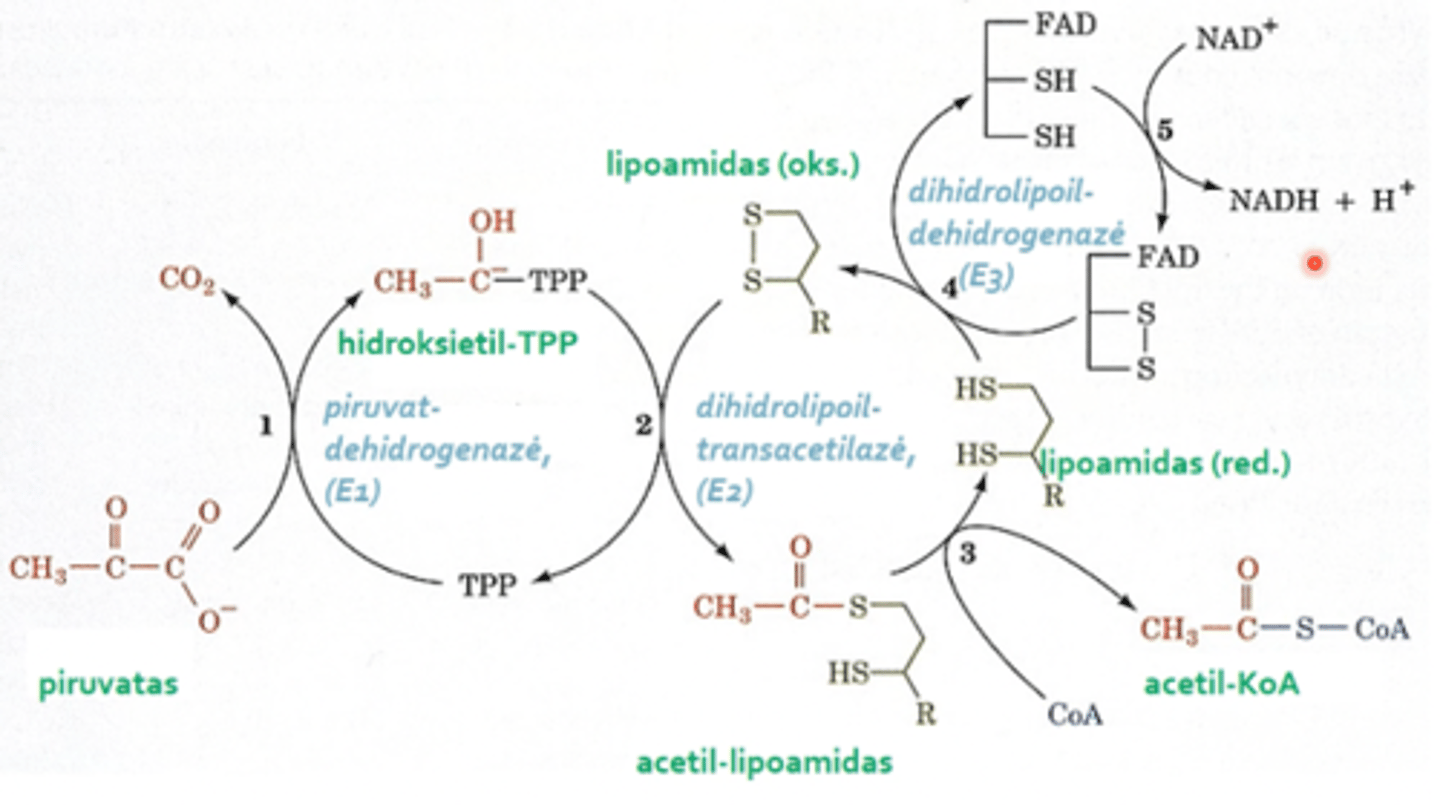 <p>dihidrolipoildehidrogenazė su kofermentu FAD, kuris paima du vandenilius, redukuojasi, susidaro FADH2 - lipoamidas yra atstatomas į aktyvią oksiduotą formą.</p>