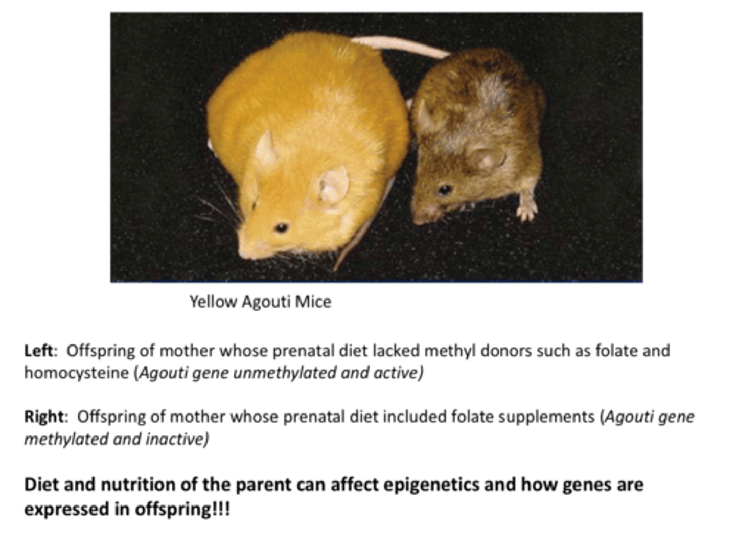 <p>drive:</p><p>1. ECTOPIC Agouti gene expression</p><p>2. CONSTITUTIVE Agouti gene expression</p>