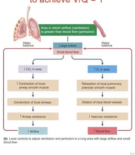 <p>pulmonary arterioles: sensitive to O2 changes (opposite direction of systemic arteriolar smooth muscle)</p><ul><li><p>increased O2 levels = dilation (higher blood flow)</p></li><li><p>decreased O2 levels = constriction (lower blood flow)</p></li></ul><p>increases blood flow to well-ventilated alveoli</p>