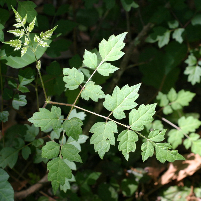 <p>Peppervine scientific name</p>