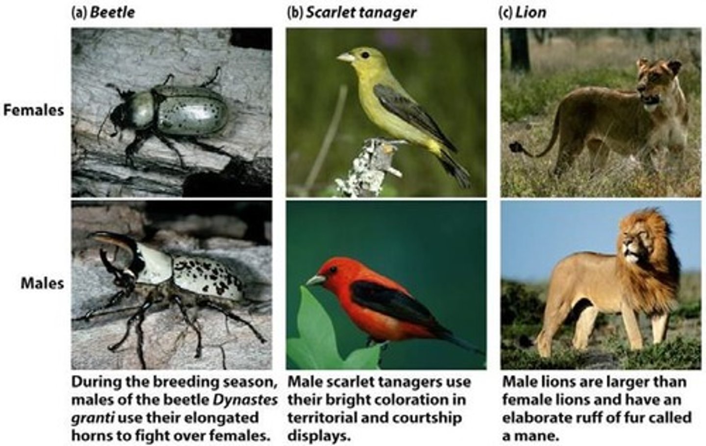 <p>Distinct differences in male and female traits.</p>