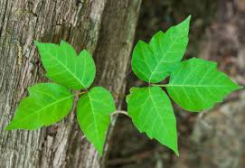 <p>Vine</p><p>Leaf: compound 3 leaflets, alternate</p><p>Often has no leaves and woody looking</p>