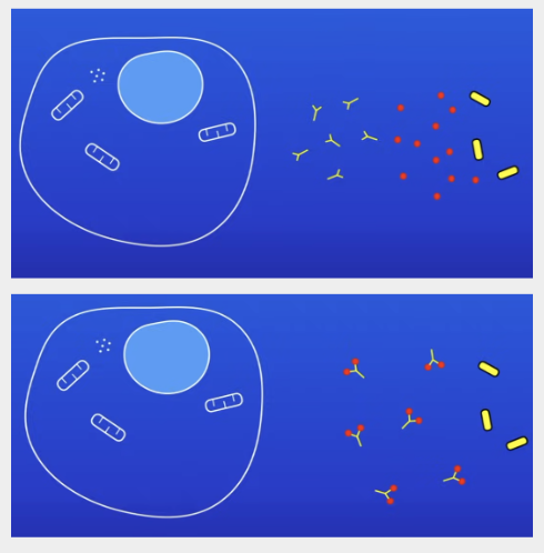 <ol><li><p>WBC produce antitoxins</p></li><li><p>Antitoxins stick to toxin molecules + prevent them from damaging cells</p></li></ol>