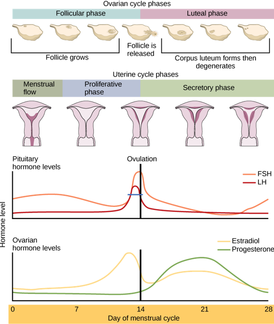 <p><mark data-color="blue">Female reproductive cycle</mark></p><p>Can you label, describe and explain what this diagram is/shows?</p>