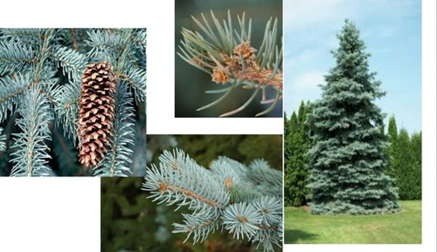 <p>covered in blue-white wax, reddish new stem growth, rose bud, huge smooth non resinous cones,</p>