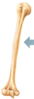What class of bones is this?