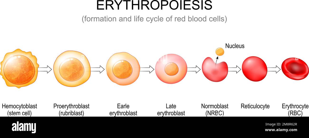 <p>Stem cell → 1 daughter cell remains a stem cell and the other daughter cell commits to becoming a specialized cell → rybosm synthesizes → hemoglobin accumulates → nucleus ejected</p>