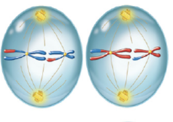 <p>second phase of meiosis II in which chromosome align at the equator </p>