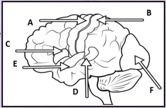 <p>Name the Areas of the Brain (Letter Order)</p>