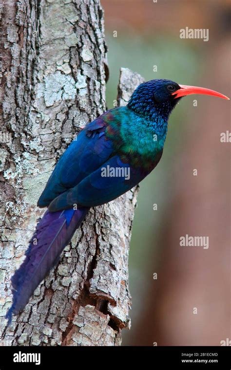 <p>Order Bucerotiformes </p>