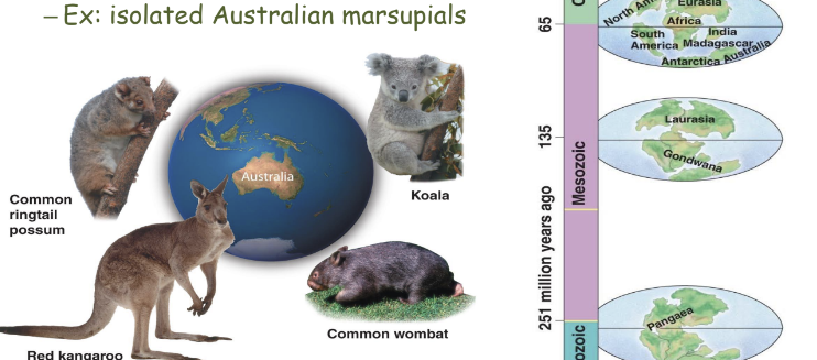 <ul><li><p>distribution of species (corresponds to geographic history)</p></li></ul>