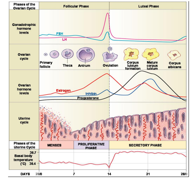 <ul><li><p>begins with period</p></li><li><p>ends with ovulation </p></li><li><p>mature egg released </p></li><li><p>estrogen increases most</p></li><li><p>inhibin increases slightly</p></li><li><p>FSH and LH peak</p></li><li><p>lower body temp</p></li></ul><p></p>