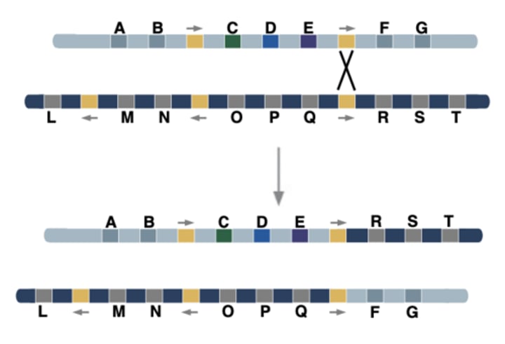 <p>Interchromosomal recombination between TEs on non-homologous chromosomes results in chromosomal ___________________</p>