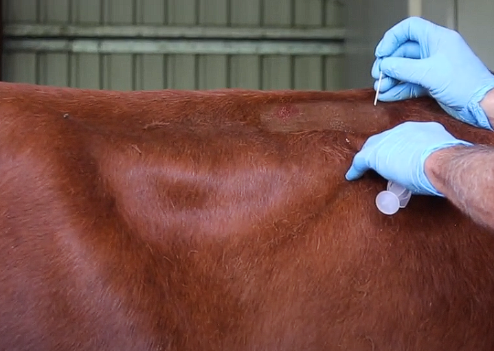 <p>Get assistant to apply a tail jack</p><p>Place 2ml (maybe use like 5-10mls) bleb of local at each of the injections sites (matchbox length away from midline)</p><ul><li><p>Have needle perpendicular - put needle in first unattached</p></li><li><p>Attach syringe and the inject as drawing out</p></li></ul><p></p>
