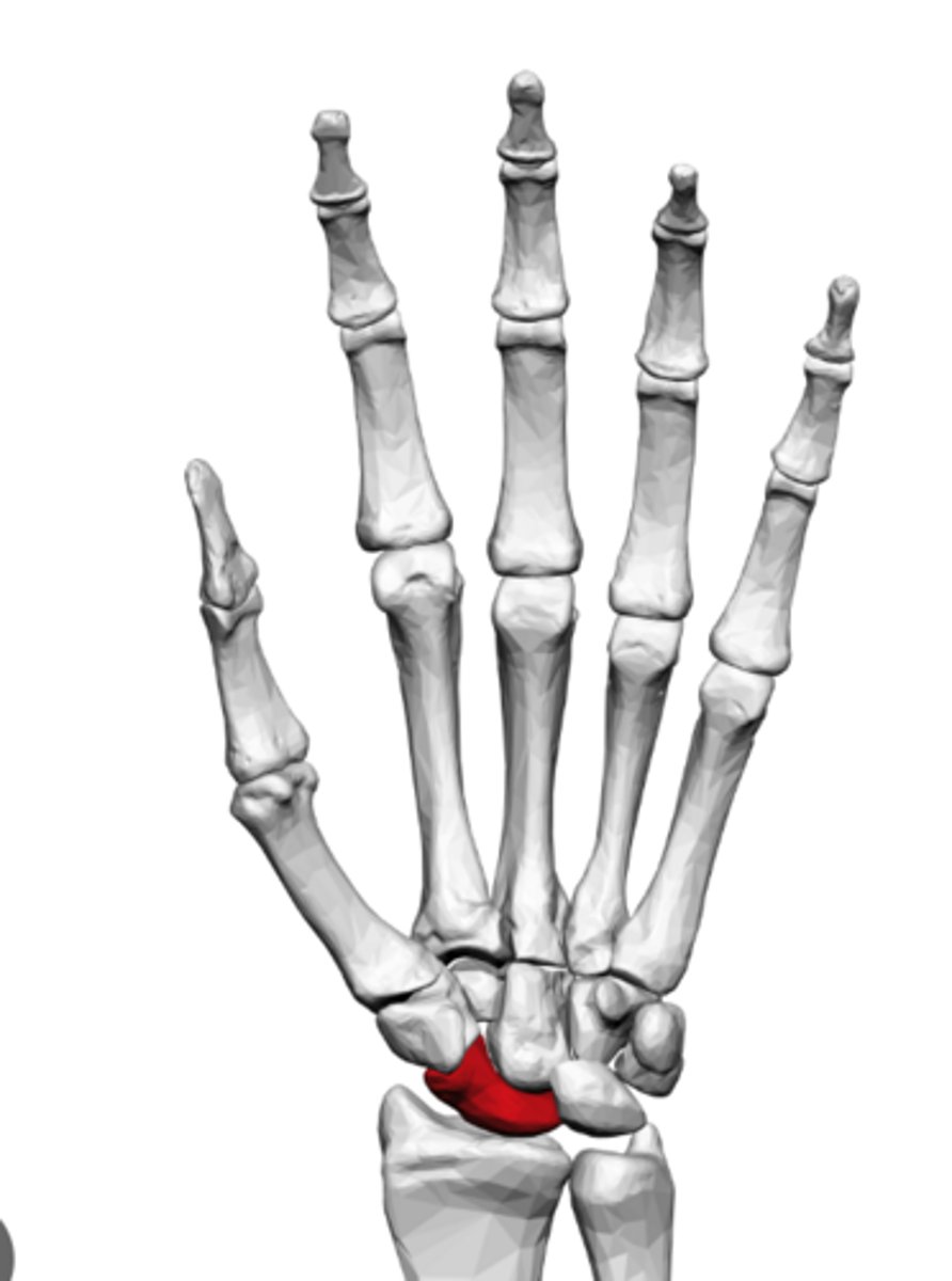 <p>a boat-shaped carpal bone on the thumb side of the wrist</p>
