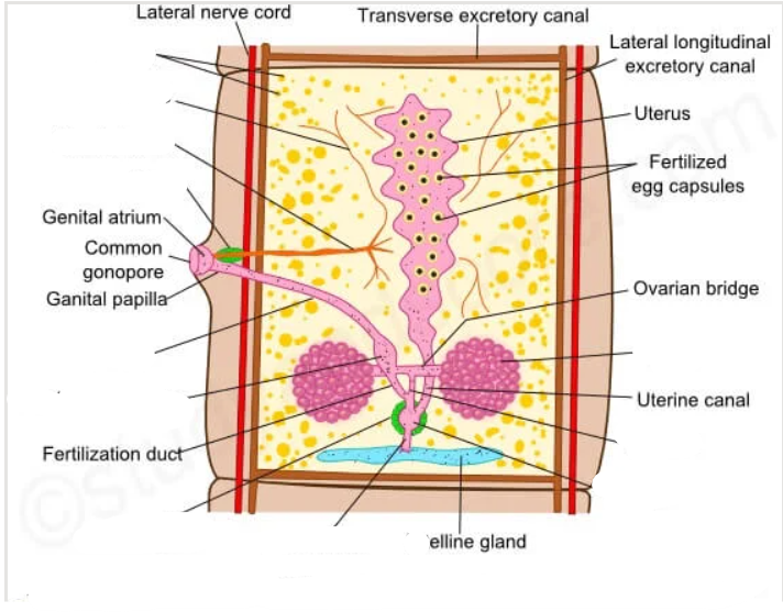 <p>what are the reproductive organs we can see in class cestoda?</p><p>(picture - taenia solium)</p>