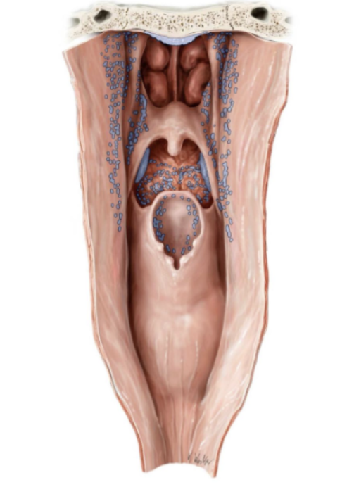 <p>ring van lymfatisch weefsel die zorgt voor afweer tegen ziekteverwekkers.</p>