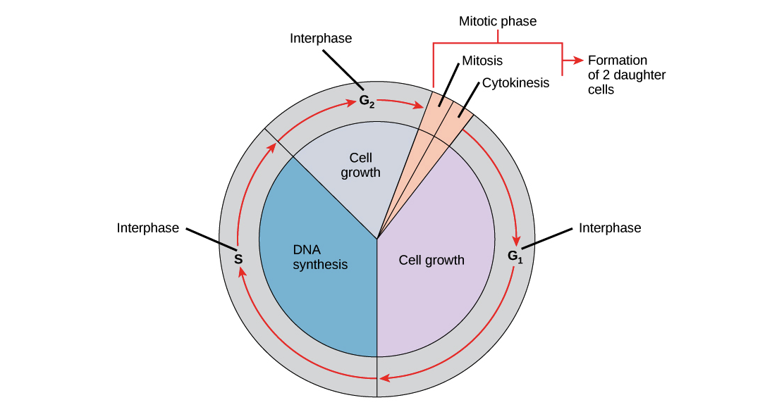 <p>Interphase is made up of ____.</p>
