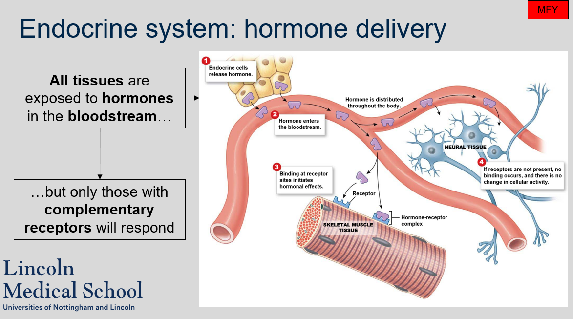 Hormones affect the tissues in the body by binding to specific receptors on the surface of or within target cells that have complementary receptors for specific hormones.  