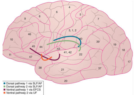 Wernicke’s area to pars opercularis