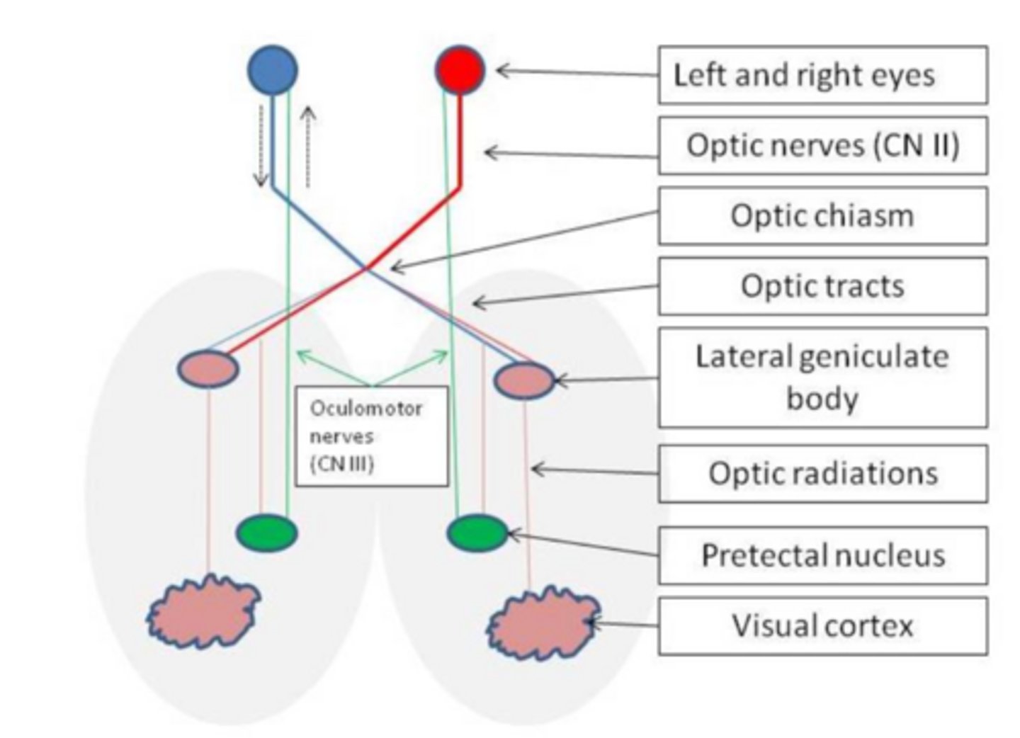 <p>retina, optic nerve, optic chiasm</p>