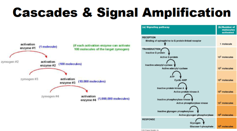 <ul><li><p>benefit of multiple steps allows for control at multiple places</p></li><li><p>allows for amplification</p></li></ul><p></p>