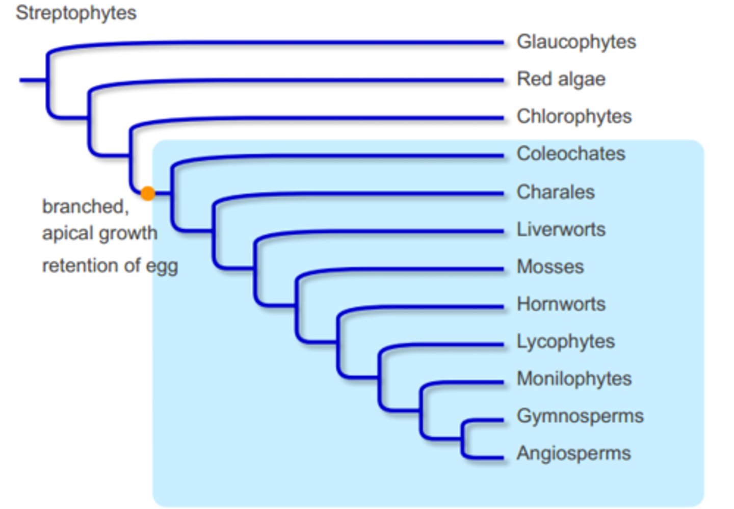 <p>group that includes green algae and land plants</p>
