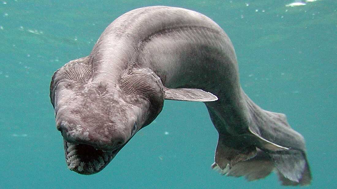 <p>frill sharks</p>