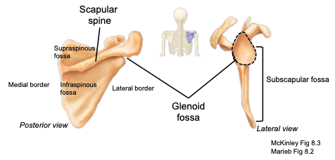 <p>shoulder-blade; located on the posterior surface of the rib cage</p>