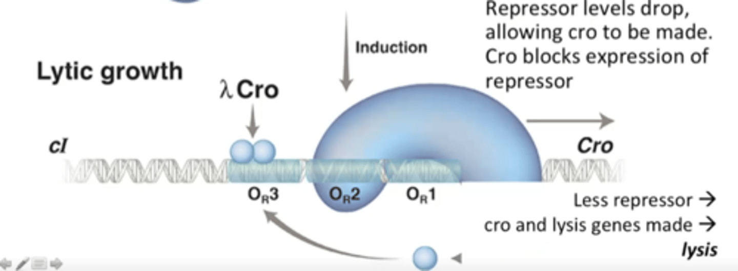 <p>No lambda repressor binding to DNA, RNA polymerase transcribes cro, which further blocks expression of cI</p>