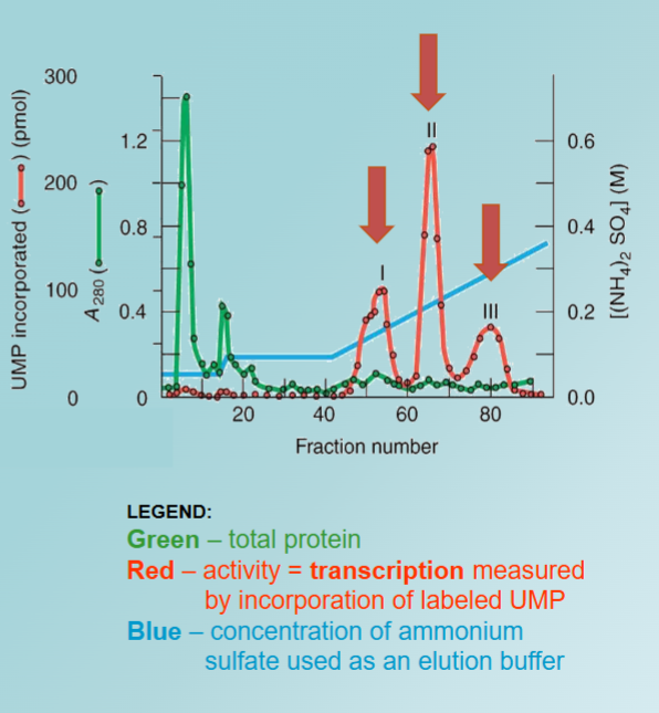 <ul><li><p><span style="color: rgb(242, 242, 242);"><span>RNAP I – active at low ionic strength, works with both Mg2+ and Mn2+</span></span></p></li><li><p><span style="color: rgb(242, 242, 242);"><span>RNAP II – more active at high ionic strength, works better with Mn2+</span></span></p></li><li><p><span style="color: rgb(242, 242, 242);"><span>RNAP III – active over a broad range of ionic strengths, works better with Mn2+</span></span></p></li></ul><p></p>