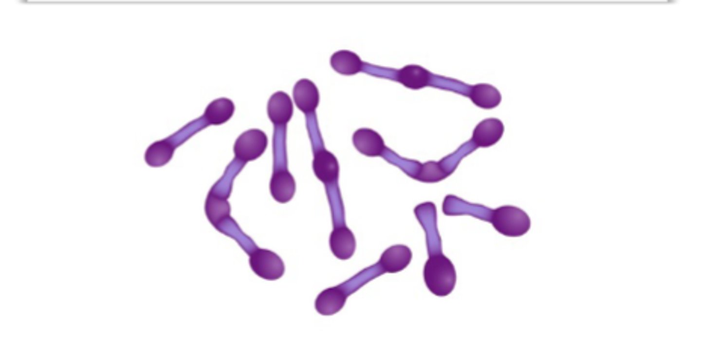 <p>• Gram stain: positive</p><p>– Bacilli (rods) (sometimes club shaped/irregular)</p><p>• Acid fast test: negative– 1% hydrochloric ac›id • presence of mycolic acid in the cell walls (found inMycobacterium)</p><p>• Facultative anaerobe</p><p>• Non-sporulating &amp; Non-motile</p><p>• Commonly found – Normal Microbiota</p><p>– Skin and mucous membrane (respiratory tract)</p><p>• C. diphtheriae– Most common species</p><p>– Unencapsulated</p><p>• Other species have been correlated to either contaminant of clinical specimens (blood cultures)</p>