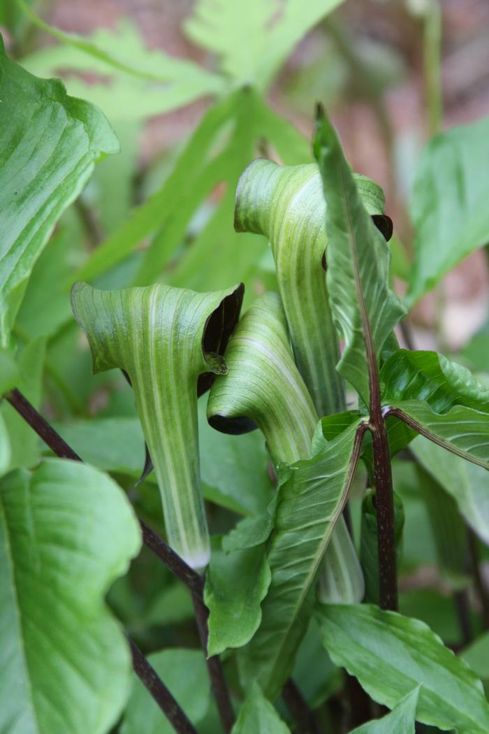 <p>Jack in the Pulpit</p>