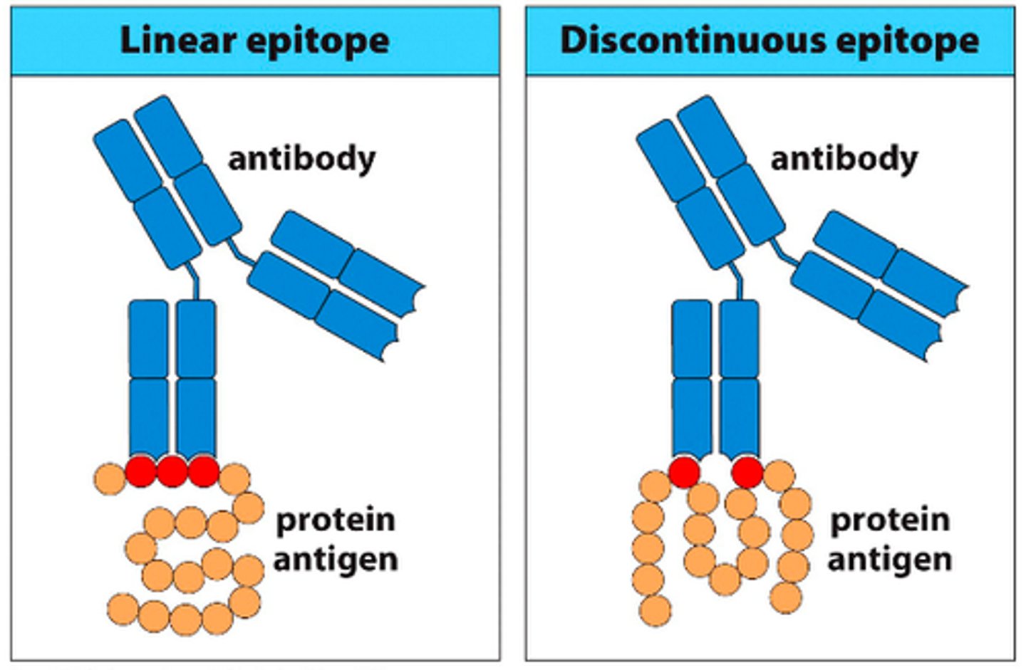 <p>A small site of recognition on a large molecule that an antibody recognizes.</p>
