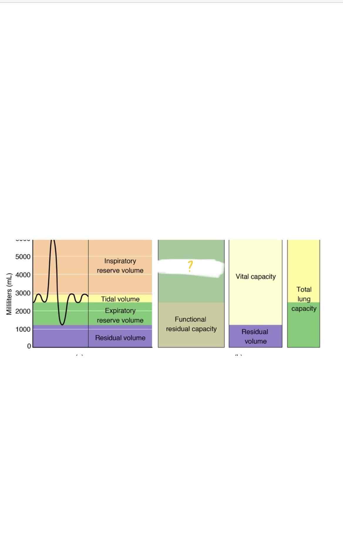 <p>Which lung capacity is highlighted</p>