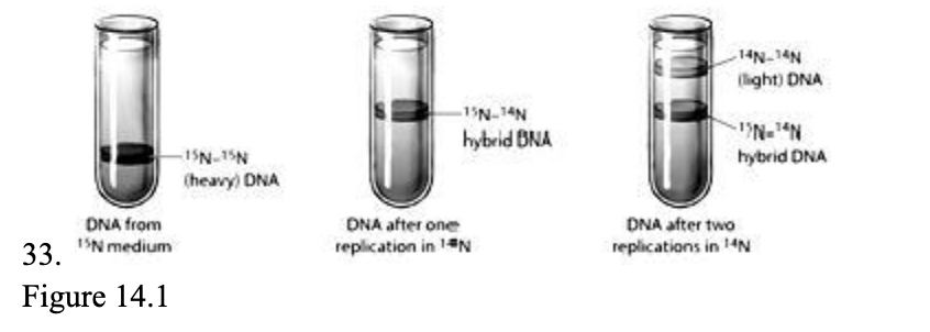 <p></p><p><span style="background-color: transparent; font-family: "Times New Roman", serif;"><span>The figure above depicts the result of an experiment to determine how DNA replication occurs. Based on these results, it appears that after replication, each new DNA molecule contains ____.​</span></span></p><table style="min-width: 75px;"><colgroup><col style="min-width: 25px;"><col style="min-width: 25px;"><col style="min-width: 25px;"></colgroup><tbody><tr><td colspan="1" rowspan="1" style="vertical-align: top; overflow: hidden; overflow-wrap: break-word;"><p><span style="background-color: transparent;"><span>&nbsp;</span></span></p></td><td colspan="1" rowspan="1" style="vertical-align: top; padding: 1.5pt 0pt; overflow: hidden; overflow-wrap: break-word;"><p><span style="background-color: transparent; font-family: "Times New Roman", serif;"><span>a.&nbsp;</span></span></p></td><td colspan="1" rowspan="1" style="vertical-align: top; padding: 1.5pt 20pt 1.5pt 0pt; overflow: hidden; overflow-wrap: break-word;"><p><span style="background-color: transparent; font-family: "Times New Roman", serif;"><span>​either entirely old DNA strands or entirely new DNA strands</span></span></p></td></tr><tr><td colspan="1" rowspan="1" style="vertical-align: top; overflow: hidden; overflow-wrap: break-word;"><p><span style="background-color: transparent;"><span>&nbsp;</span></span></p></td><td colspan="1" rowspan="1" style="vertical-align: top; padding: 1.5pt 0pt; overflow: hidden; overflow-wrap: break-word;"><p><span style="background-color: transparent; font-family: "Times New Roman", serif;"><span>b.&nbsp;</span></span></p></td><td colspan="1" rowspan="1" style="vertical-align: top; padding: 1.5pt 20pt 1.5pt 0pt; overflow: hidden; overflow-wrap: break-word;"><p><span style="background-color: transparent; font-family: "Times New Roman", serif;"><span>​one old DNA strand and one new DNA strand</span></span></p></td></tr><tr><td colspan="1" rowspan="1" style="vertical-align: top; overflow: hidden; overflow-wrap: break-word;"><p><span style="background-color: transparent;"><span>&nbsp;</span></span></p></td><td colspan="1" rowspan="1" style="vertical-align: top; padding: 1.5pt 0pt; overflow: hidden; overflow-wrap: break-word;"><p><span style="background-color: transparent; font-family: "Times New Roman", serif;"><span>c.&nbsp;</span></span></p></td><td colspan="1" rowspan="1" style="vertical-align: top; padding: 1.5pt 20pt 1.5pt 0pt; overflow: hidden; overflow-wrap: break-word;"><p><span style="background-color: transparent; font-family: "Times New Roman", serif;"><span>​entirely new DNA</span></span></p></td></tr><tr><td colspan="1" rowspan="1" style="vertical-align: top; overflow: hidden; overflow-wrap: break-word;"><p><span style="background-color: transparent;"><span>&nbsp;</span></span></p></td><td colspan="1" rowspan="1" style="vertical-align: top; padding: 1.5pt 0pt; overflow: hidden; overflow-wrap: break-word;"><p><span style="background-color: transparent; font-family: "Times New Roman", serif;"><span>d.&nbsp;</span></span></p></td><td colspan="1" rowspan="1" style="vertical-align: top; padding: 1.5pt 20pt 1.5pt 0pt; overflow: hidden; overflow-wrap: break-word;"><p><span style="background-color: transparent; font-family: "Times New Roman", serif;"><span>​some DNA helix regions from old DNA alternating with some DNA regions from new DNA</span></span></p></td></tr><tr><td colspan="1" rowspan="1" style="vertical-align: top; overflow: hidden; overflow-wrap: break-word;"><p><span style="background-color: transparent;"><span>&nbsp;</span></span></p></td><td colspan="1" rowspan="1" style="vertical-align: top; padding: 1.5pt 0pt; overflow: hidden; overflow-wrap: break-word;"><p><span style="background-color: transparent; font-family: "Times New Roman", serif;"><span>e.&nbsp;</span></span></p></td><td colspan="1" rowspan="1" style="vertical-align: top; padding: 1.5pt 20pt 1.5pt 0pt; overflow: hidden; overflow-wrap: break-word;"><p><span style="background-color: transparent; font-family: "Times New Roman", serif;"><span>​two strands that are each a mix of old and new DNA</span></span></p></td></tr></tbody></table><p></p>