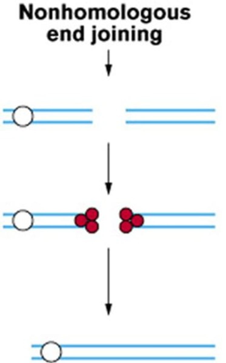 <p>Homology directed repair uses a sister chromatid for repair, while nonhomologous end joining joins any DNA ends together and is error-prone.</p>