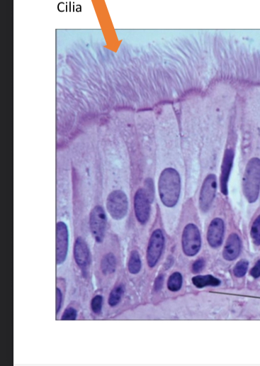 <p>what tissue is this</p>