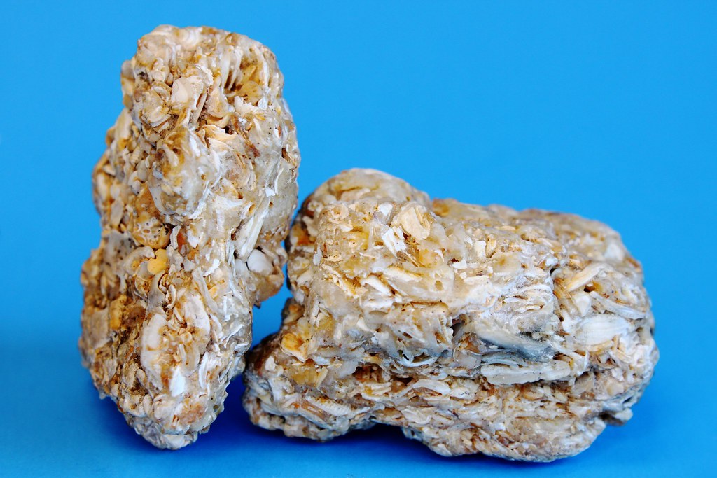 <p><strong>Coquina</strong></p>