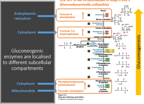 <p>Different subcellular compartments for the steps </p>
