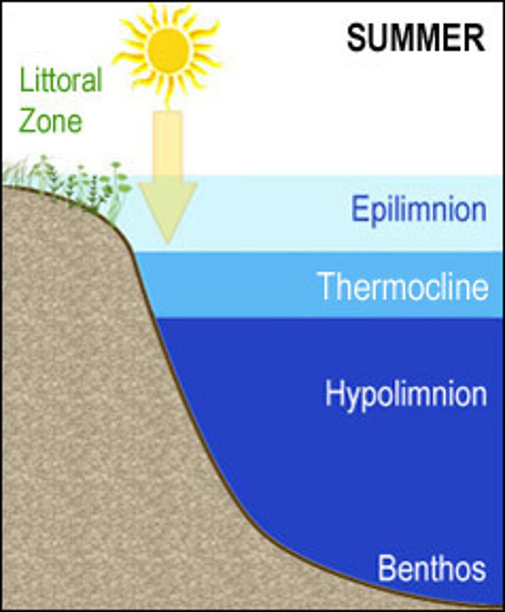 <p>An upper layer of warm water with high levels of dissolved oxygen</p>