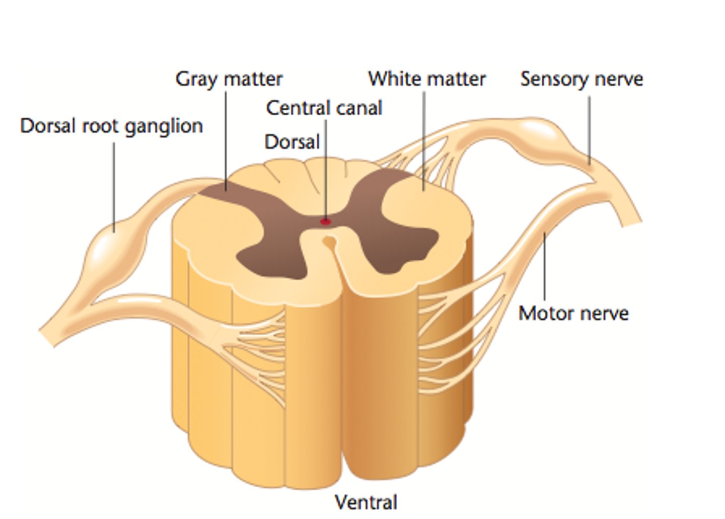 <p>Arising from embryonic neural crest cells, they contain the cell bodies of the sensory neurons. They are parallel to the cord, but unlike sympathetic ganglia, they are not chained.</p>